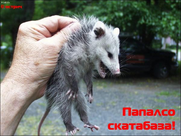 Только в России, покупая колбасу и обнаруживая в ней крысиный хвостик, радуются – значит, она сделана из натурального мяса… Подборка политических анекдотов от И.И. Никитчука