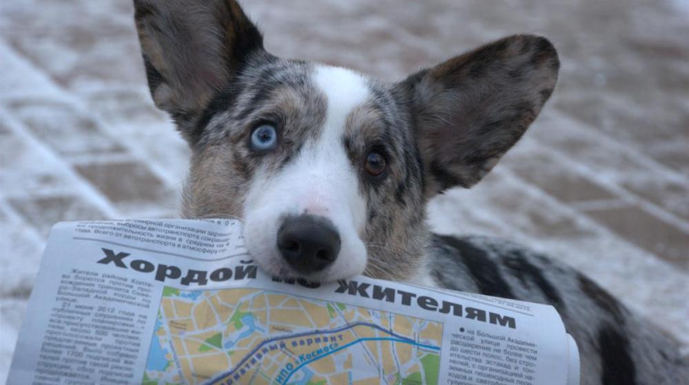 Москва. В Коптево граждане провели на улице фотовыставку против строительства Северо-Западной хорды  