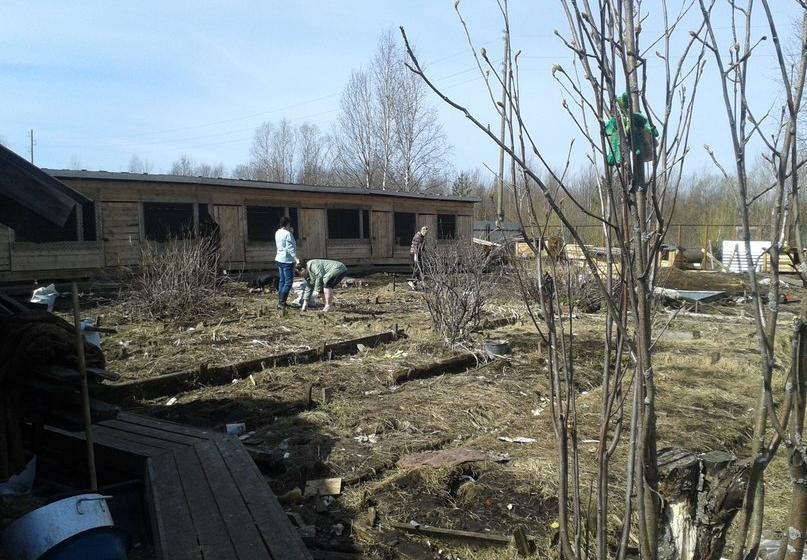 Комсомольцы Архангельска помогли мини-приюту для бездомных собак