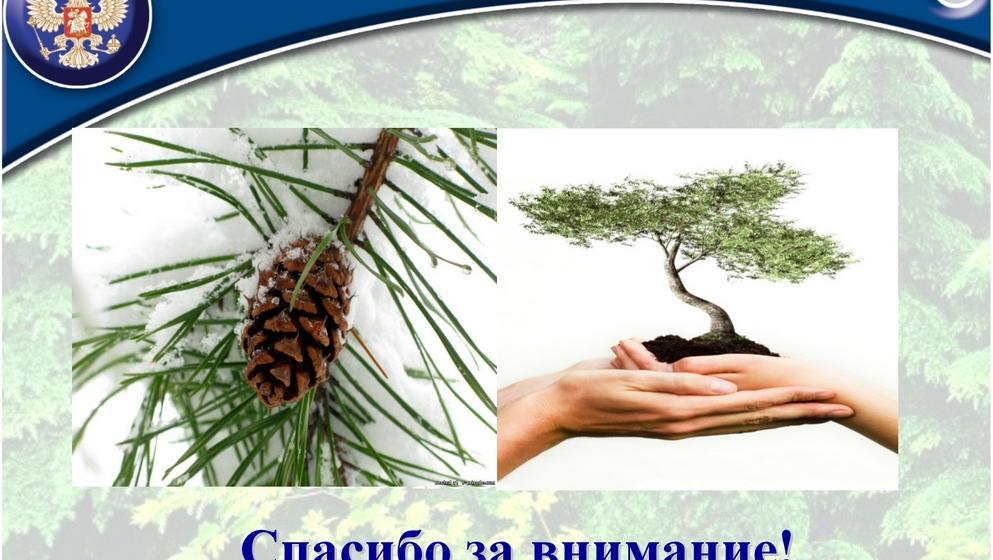 «Совершенствование лесного законодательства как ключевой фактор преодоления проблем лесного комплекса России». Доклад В.И. Кашина на лесном форуме
