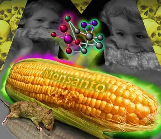 ГМО: разрешить нельзя запретить
