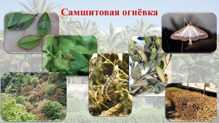 «За последние три года в Сочи выявлено 25 новых видов вредителей древесных растений». С.П. Обухов направил соответствующий депутатский запрос Д.А. Медведеву