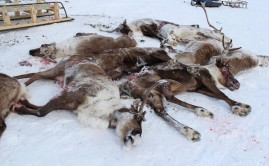 Якутия. В Тикси состоялось депутатское расследование убийства оленей