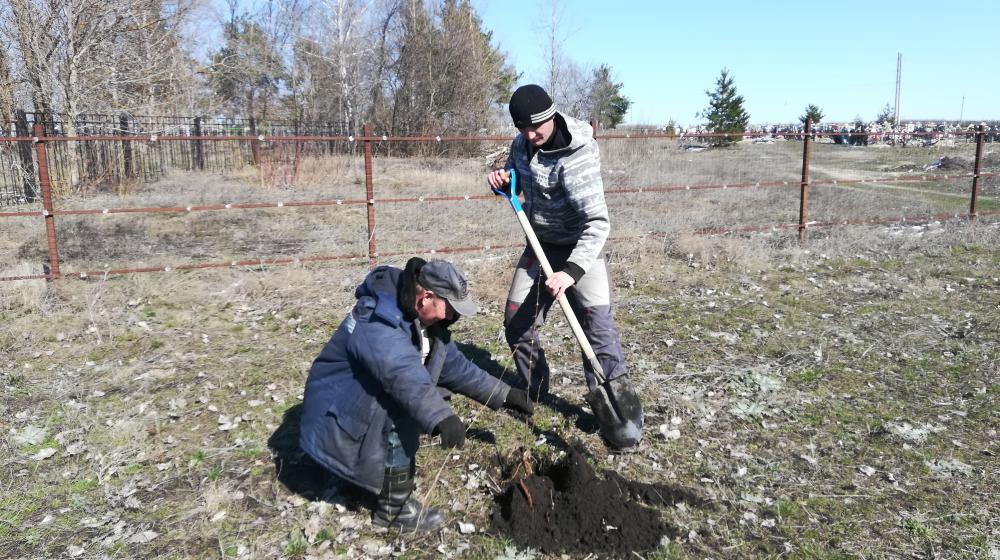 Воронежская область. 100 акаций в честь юбилея Победы