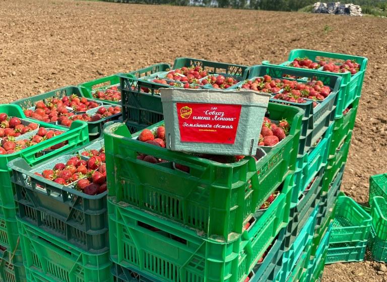 Красный десант подмосковных коммунистов помог собрать урожай земляники в совхозе им. Ленина