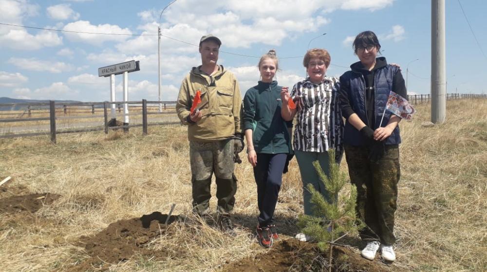 Забайкальский край. На Аллее памяти в Красном Чикое появилась надпись из деревьев «100 лет СССР»