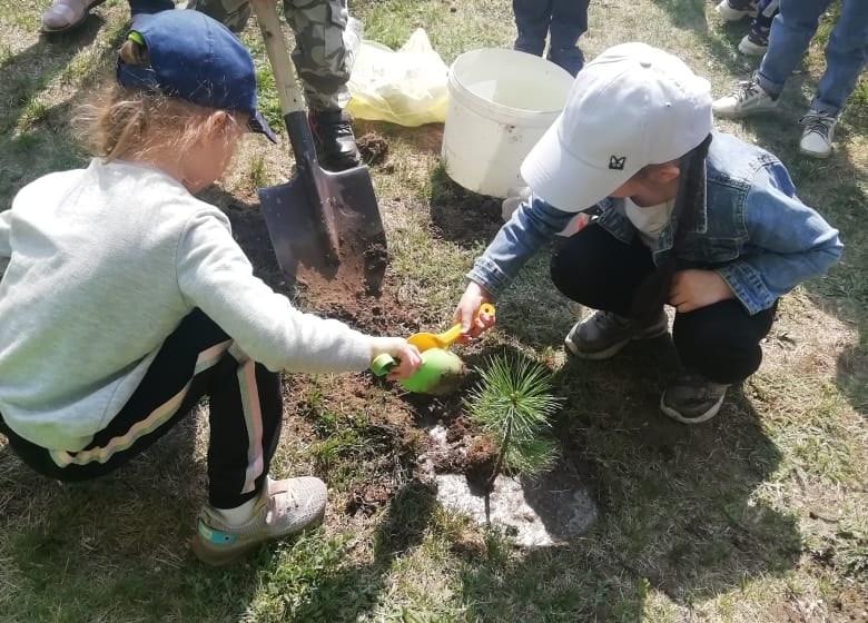В Алтайском крае коммунисты реализуют масштабную экологическую акцию «Кедр – в каждый двор»