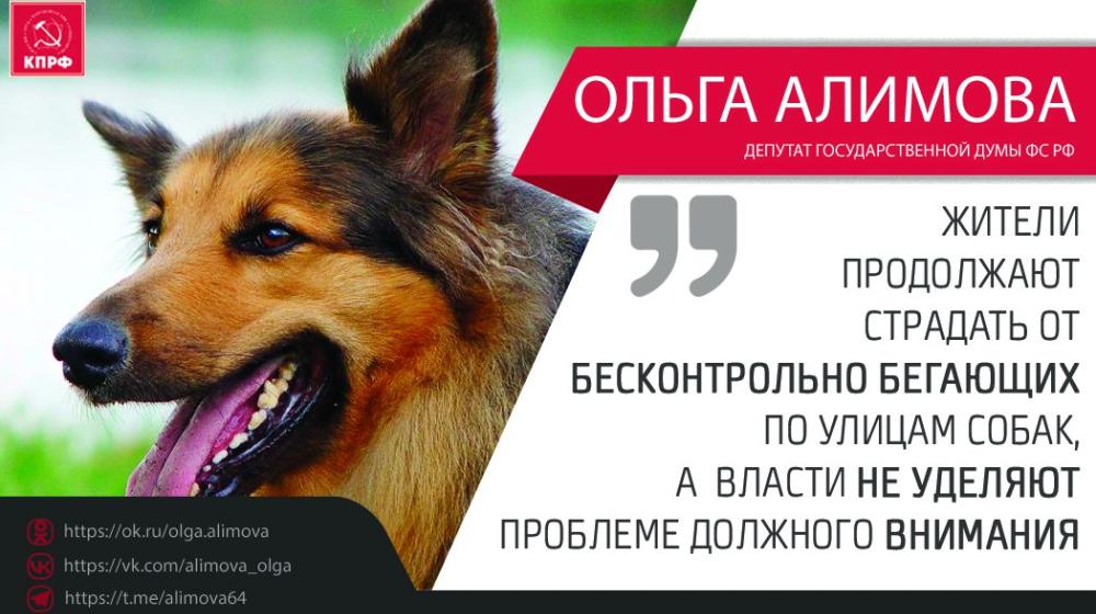 Ольга Алимова: "Жители продолжают страдать от бесконтрольно бегающих по улицам собак, в то время как власти не уделяют этой проблеме должного внимания"