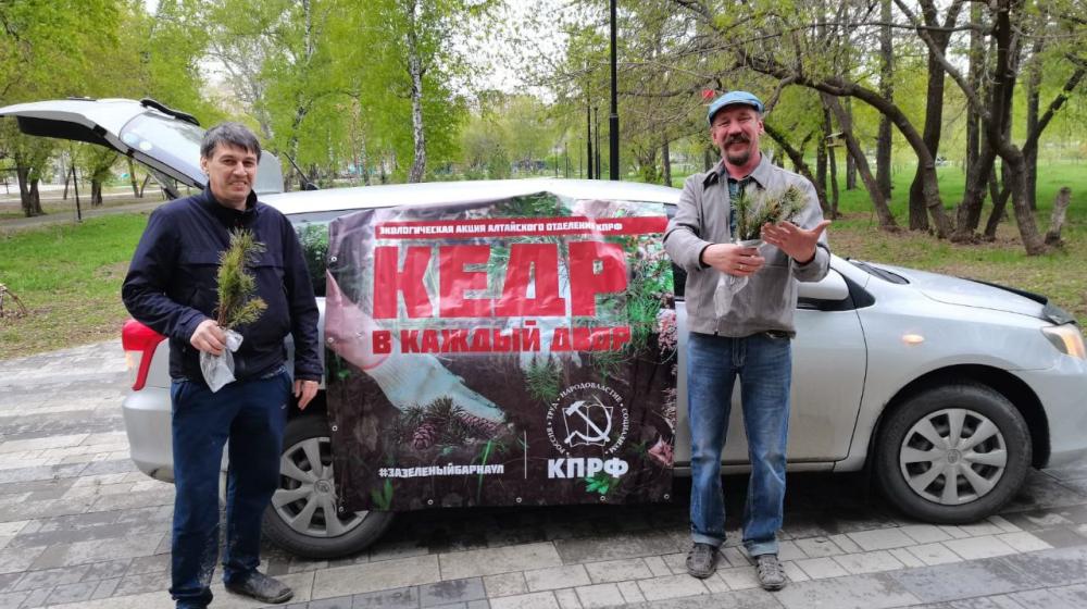 Алтайские коммунисты проводят экологическую акцию «Кедр – в каждый двор»