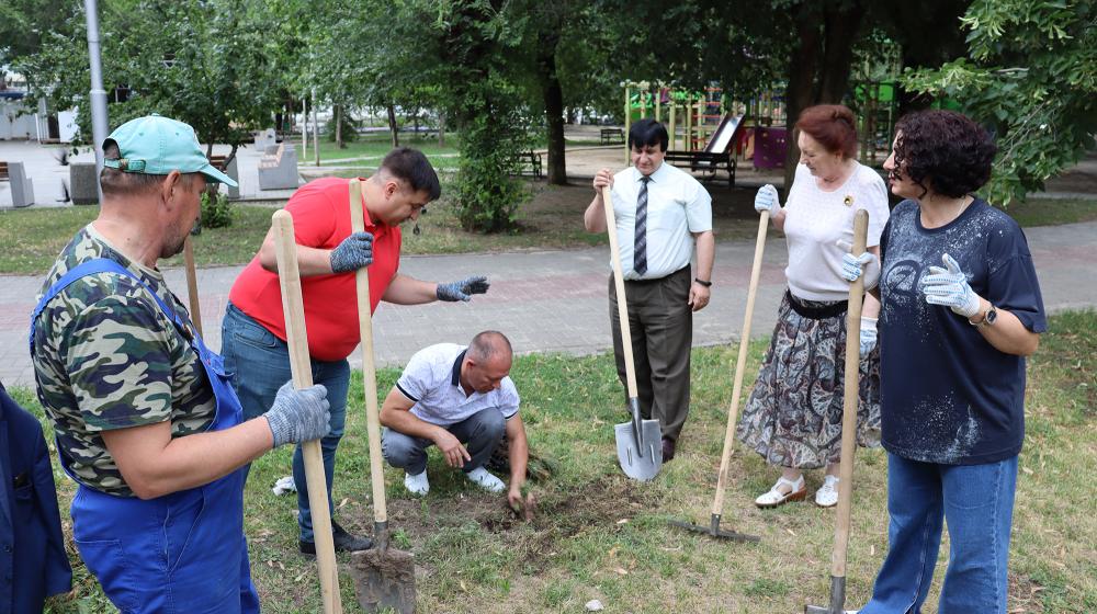 В Сталинграде коммунисты посадили аллею сибирских кедров