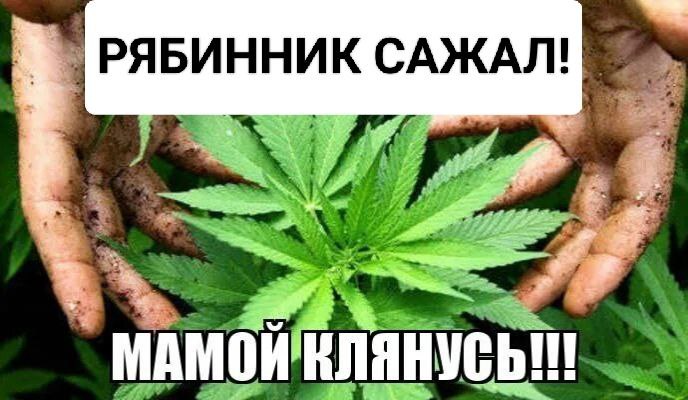 Сергей Обухов о целом «наркополе» в столичном регионе