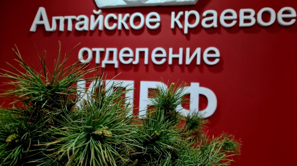 Экологическая акция КПРФ «Кедр в каждый двор» завершилась в Алтайском крае