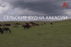 Специальный репортаж «Сельские будни Хакасии»