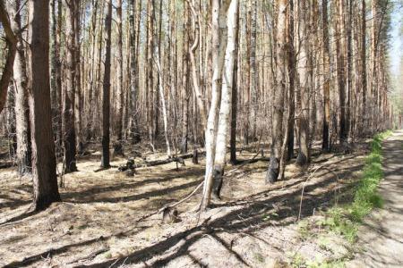 "Свободная пресса": Столицу скоро накроет дым торфяников. Повторение прошлогоднего августа неизбежно уже в июне?