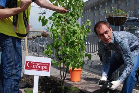 Новосибирск. «День Правды»: Коммунисты и журналисты высадили деревья на Аллее солидарности прессы