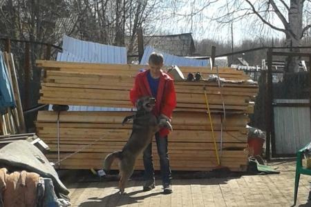Комсомольцы Архангельска помогли мини-приюту для бездомных собак