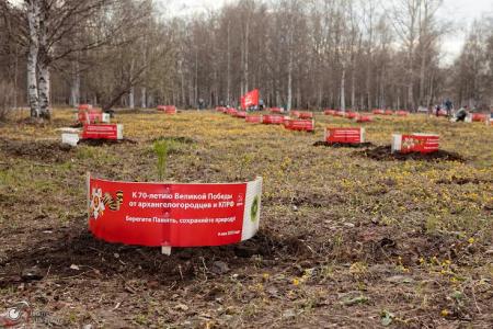 В честь 70-летия Великой Победы архангелогородцы высадили кедровую рощу