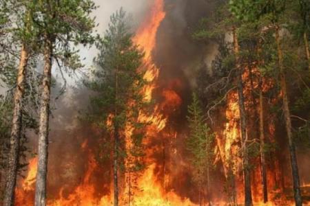 Олег Лебедев внес в Госдуму законопроект, повышающий в два раза штрафы за нарушение пожарной безопасности в лесах