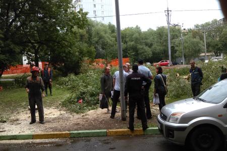 Москвичи требуют остановить вырубку деревьев вдоль Рязанского проспекта
