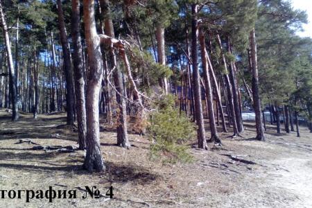 В Тамбовской области планомерно уничтожают Пригородный лес