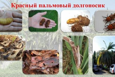 «За последние три года в Сочи выявлено 25 новых видов вредителей древесных растений». С.П. Обухов направил соответствующий депутатский запрос Д.А. Медведеву