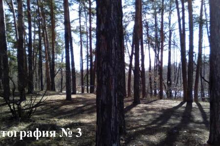 В Тамбовской области планомерно уничтожают Пригородный лес