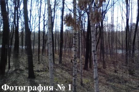 В Тамбовской области планомерно уничтожают Пригородный лес
