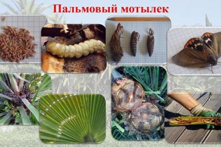 «За последние три года в Сочи выявлено 25 новых видов вредителей древесных растений». С.П. Обухов направил соответствующий депутатский запрос Д.А. Медведеву