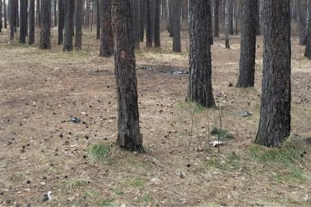 Комсомольцы Сосновоборска в Красноярском крае провели субботник в городском бору под лозунгом "Чистый лес - чистый город!"