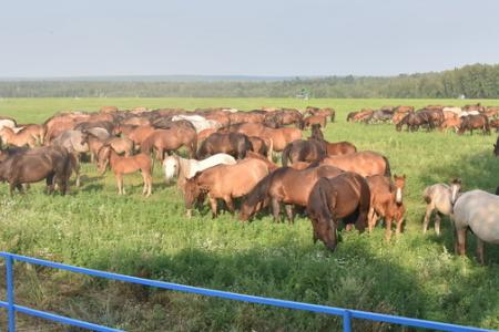 «Развитие агропромышленного комплекса – один из ключевых вопросов для КПРФ». На базе народного предприятия «Звениговское» состоялся Всероссийский Совет работников агропромышленного комплекса