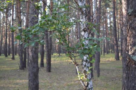 Курганская область. Лидер зауральских коммунистов В.Кислицын побывал в археологической экспедиции