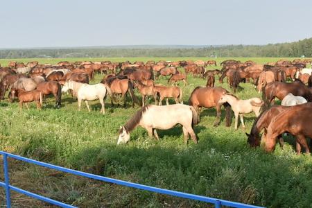 «Развитие агропромышленного комплекса – один из ключевых вопросов для КПРФ». На базе народного предприятия «Звениговское» состоялся Всероссийский Совет работников агропромышленного комплекса