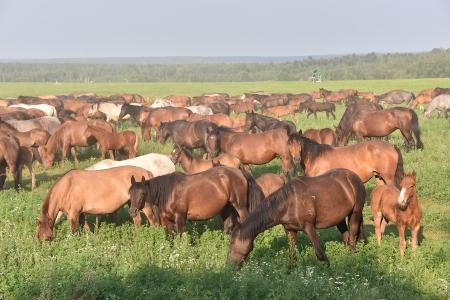 «Развитие агропромышленного комплекса – один из ключевых вопросов для КПРФ». На базе народного предприятия «Звениговское» состоялся Всероссийский Совет работников агропромышленного комплекса
