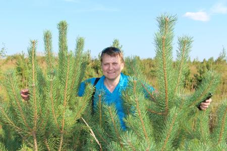 Рязанская область. Высаженные комсомольцами шесть лет назад саженцы сосны превратились в лесной участок