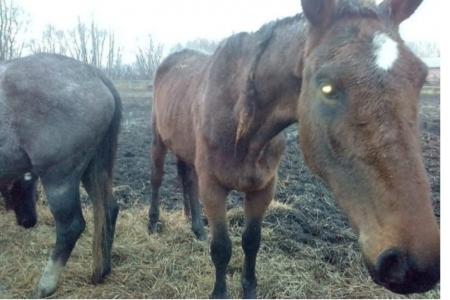 Олег Лебедев потребовал привлечь к уголовной ответственности виновных в жестоком обращении с животными на Рязанском конном заводе