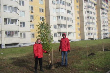 В Тамбове появилась «красная» берёзовая аллея