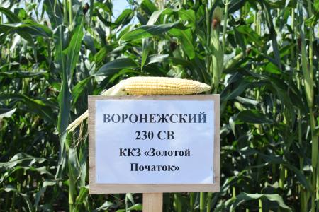 В битве за урожай: Владимир Кашин посетил подмосковный городской округ Луховицы
