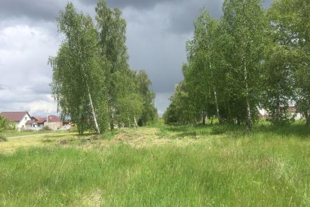 В Белгородском районе коммунисты не позволили единороссам вырубить многолетнюю берёзовую аллею