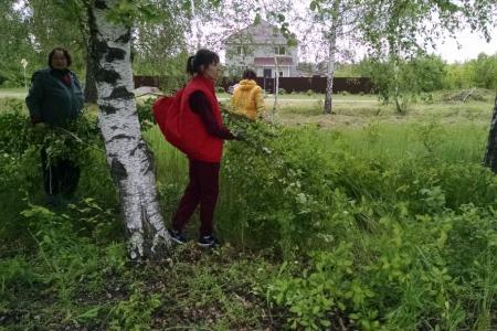 В Белгородском районе коммунисты не позволили единороссам вырубить многолетнюю берёзовую аллею