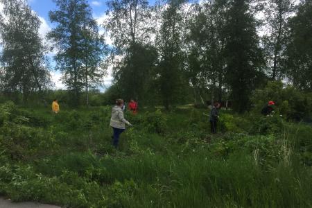 В Белгородском районе коммунисты не позволили единороссам вырубить многолетнюю берёзовую аллею