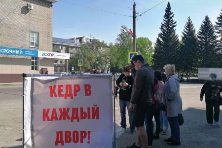 Алтайский край. Коммунисты проводят акцию "Кедр в каждый двор"