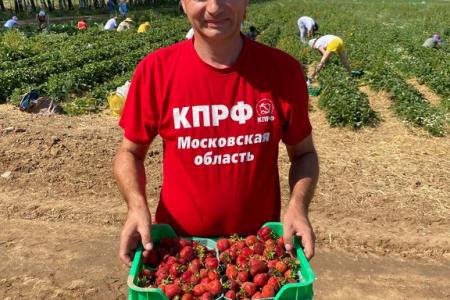 Красный десант подмосковных коммунистов помог собрать урожай земляники в совхозе им. Ленина