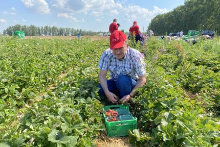 Красный десант подмосковных коммунистов помог собрать урожай земляники в совхозе им. Ленина