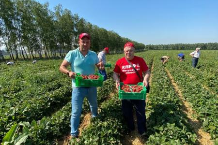 Красный десант подмосковных коммунистов помог собрать урожай земляники в совхозе им. Ленина