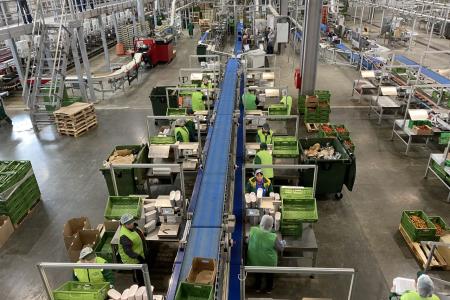 Московская область. Выращено в Луховицах: урожайность огурцов с каждым годом увеличивается