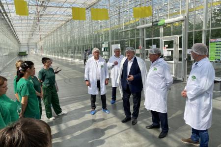 Московская область. Выращено в Луховицах: урожайность огурцов с каждым годом увеличивается