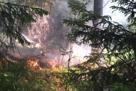 Олег Лебедев вместе с жителями Тверской области борется за сохранение уникального Клетинского бора и чистоту Волги