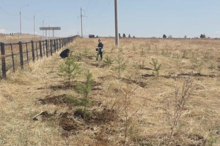 Забайкальский край. На Аллее памяти в Красном Чикое появилась надпись из деревьев «100 лет СССР»
