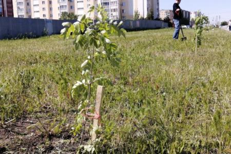 Саратовские коммунисты к Дню защиты детей высадили рябиновую аллею