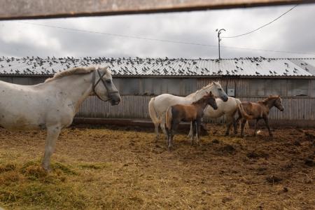 Новосибирская область. Ренат Сулейманов ознакомился с работой крестьянских хозяйств Куйбышевского района